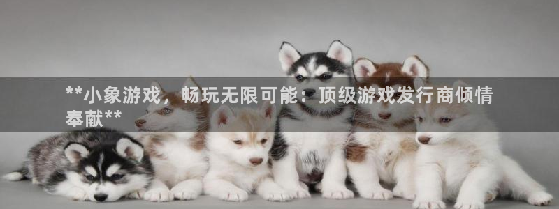 新城平台登录入口官网首页下载